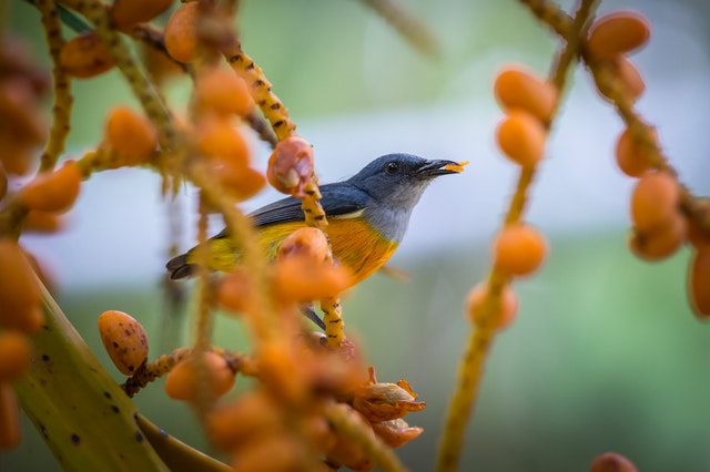 a bird sitting on a branch with yellow fruits around